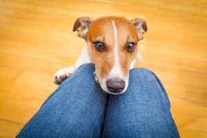 jack russell dog ready for a walk with owner or hungry ,begging on lap , inside their home