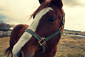 Close up of a horse's face.