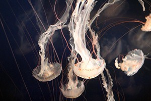 Jellyfish swimming in a tank.