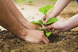 A man and woman's hands planting a tree in the ground.